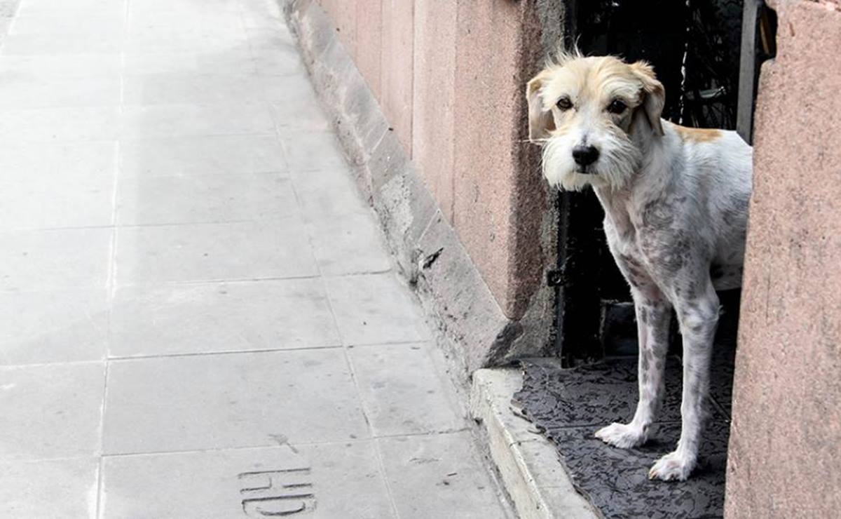 Capital de SLP inicia trámites para denunciar a menores responsables de la muerte de un lomito