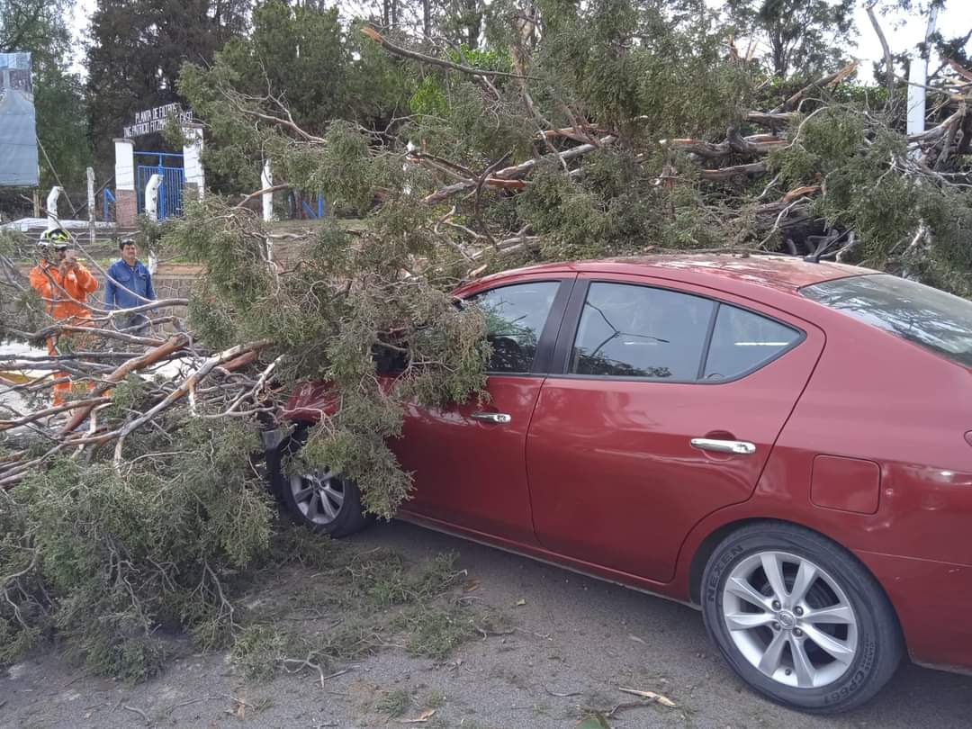 Desde el inicio de la administración no han recibido solicitudes de reintegro patrimonial por la caída de árboles o espectaculares. Foto: Especial