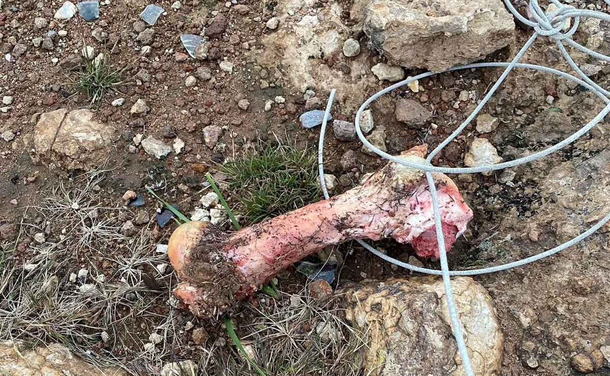 Fueron 12 los perritos envenenados en Pozuelos; ya se busca a los responsables: fiscalía