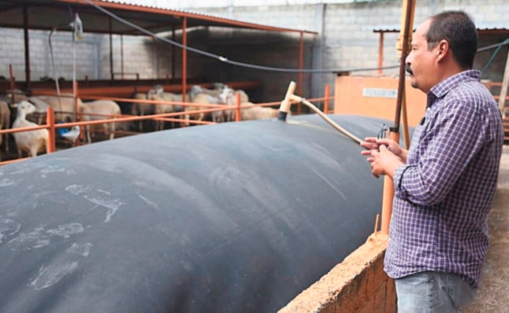 Explotan estiércol de borregas: generan gas para cocinar