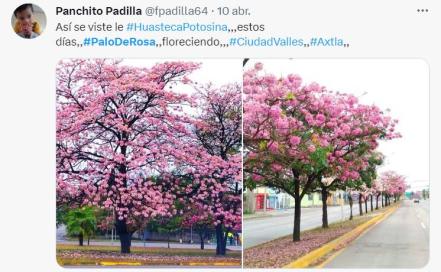 San Luis se torna rosa; FOTOS muestran belleza de la Huasteca gracias al Palo de Rosa