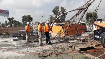 Lluvias dejan más de ocho árboles caídos en SLP
