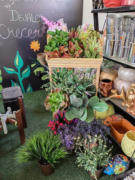 Vivero Garden Service en SLP. Foto: FB@Vivero Garden Service