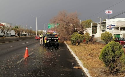 Lluvias en la capital de SLP han dejado 20 árboles caídos; activan programa de atención inmediata  