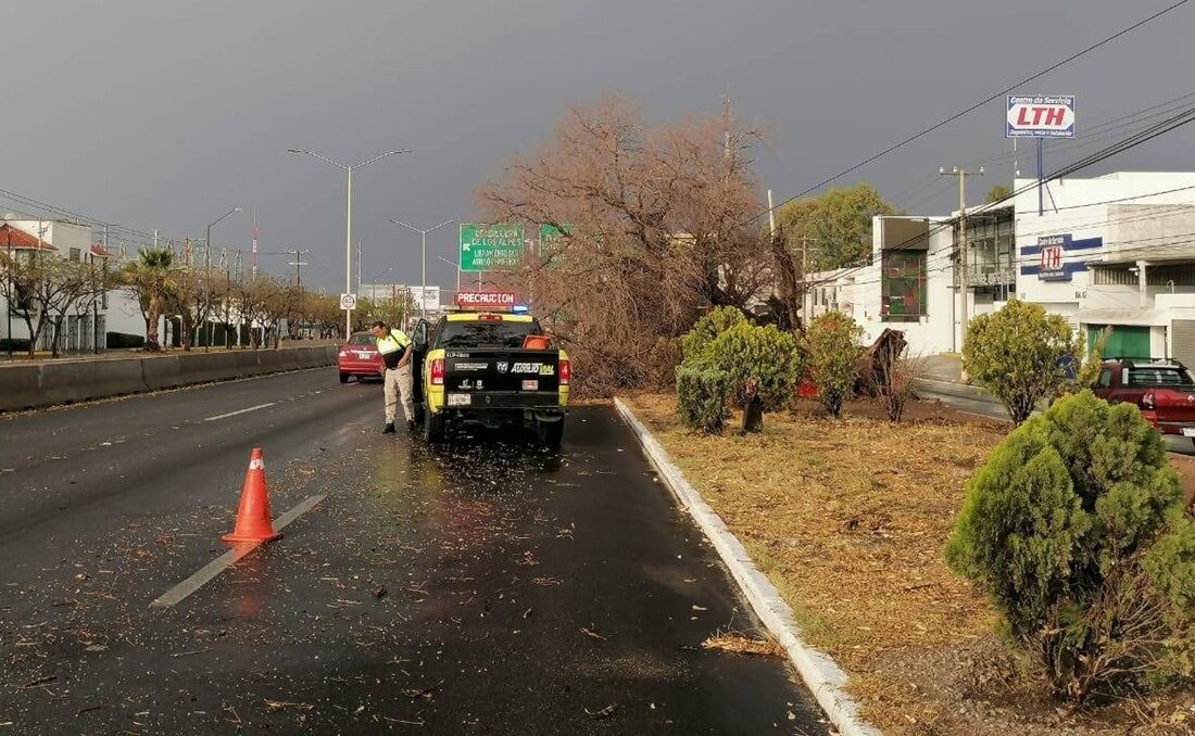 Lluvias en la capital de SLP han dejado 20 árboles caídos; activan programa de atención inmediata