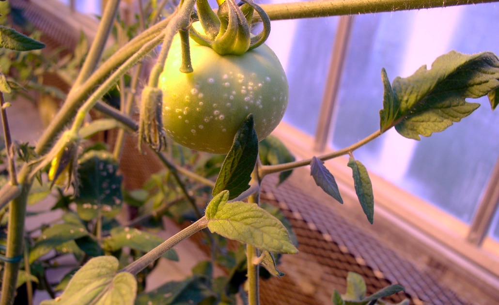 IPICYT busca acabar con cáncer que afecta al tomate