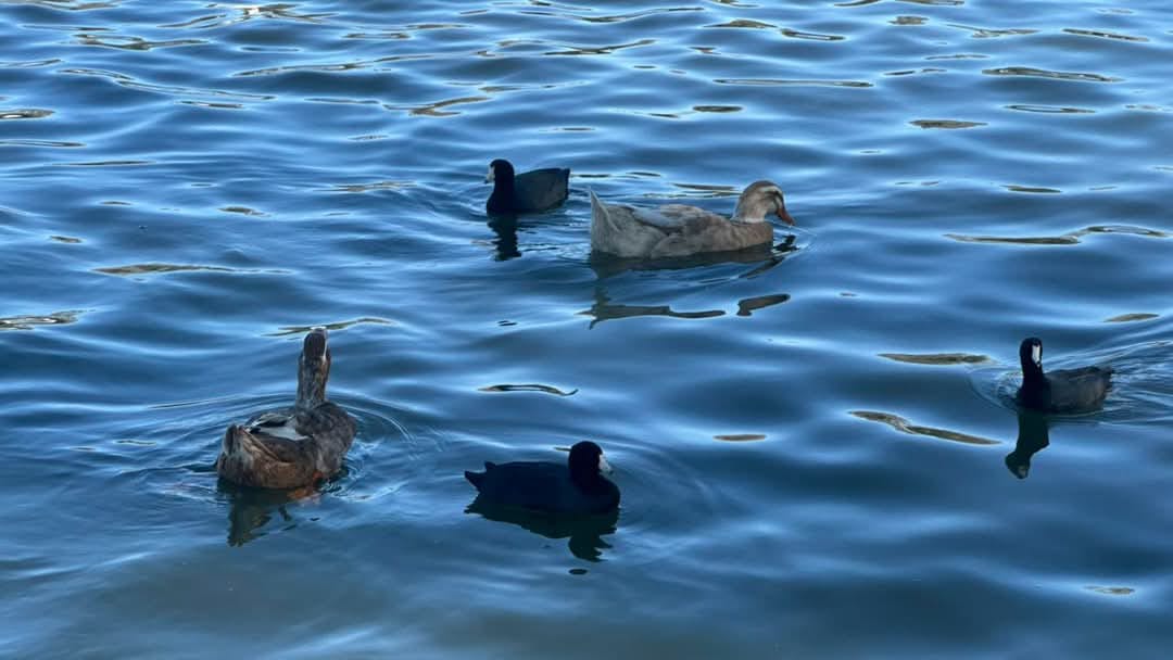 El parque Tangamanga de SLP es refugio de aves migratorias durante esta temporada