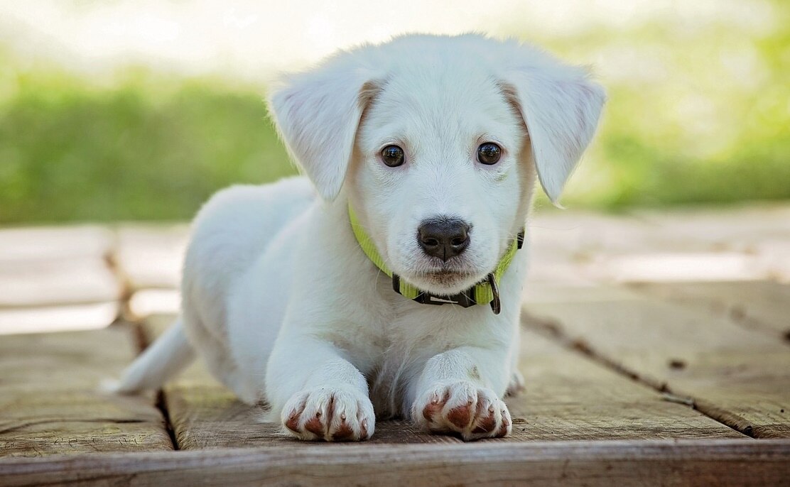 Fotografía de tu mascota para su registro. Foto: Pixabay