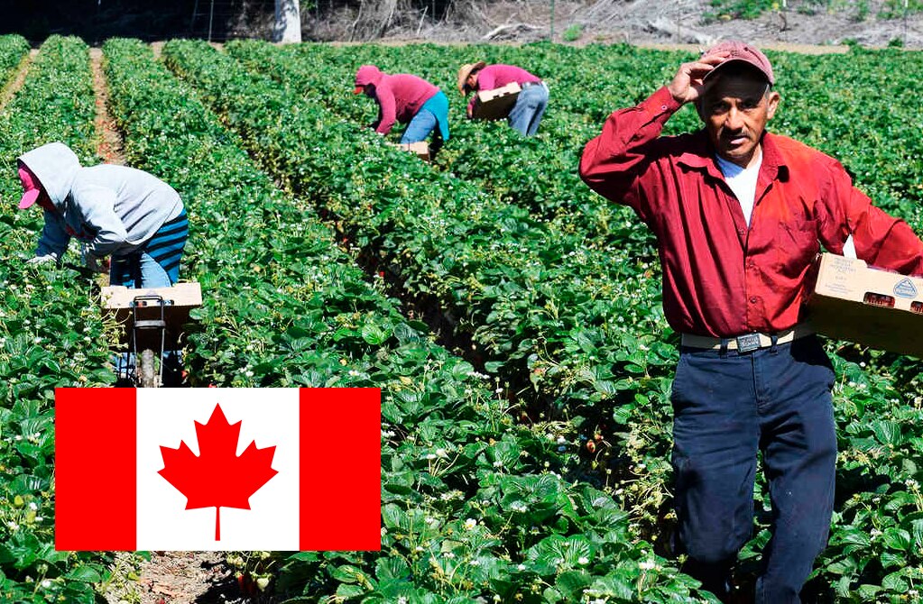 400 jornaleros potosinos laboran en Canadá