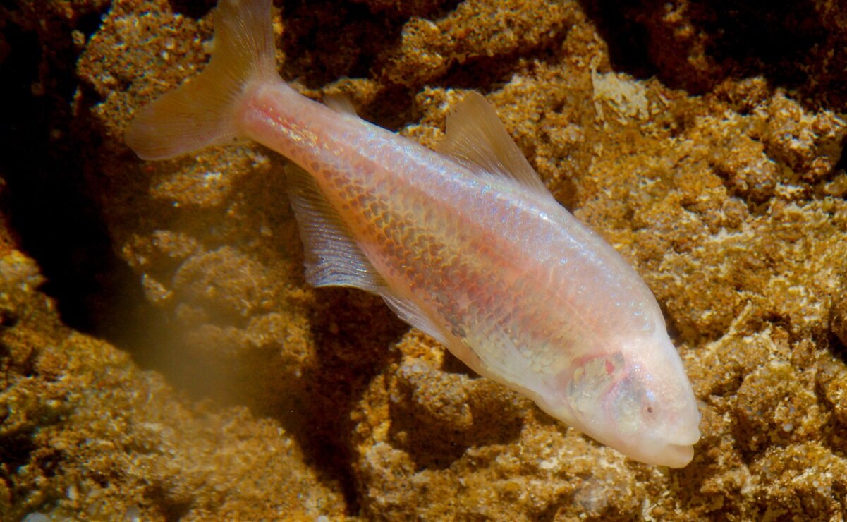 El pez ciego de las cavernas, así es la especie que habita en SLP 