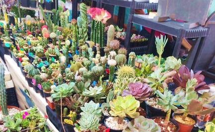 Cactáceas y suculentas, de un hobby a un negocio en San Luis Potosí