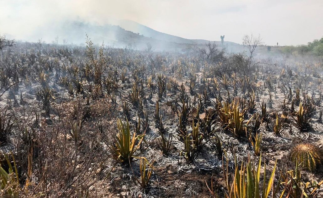 Continúan incendios forestales en Altiplano potosino