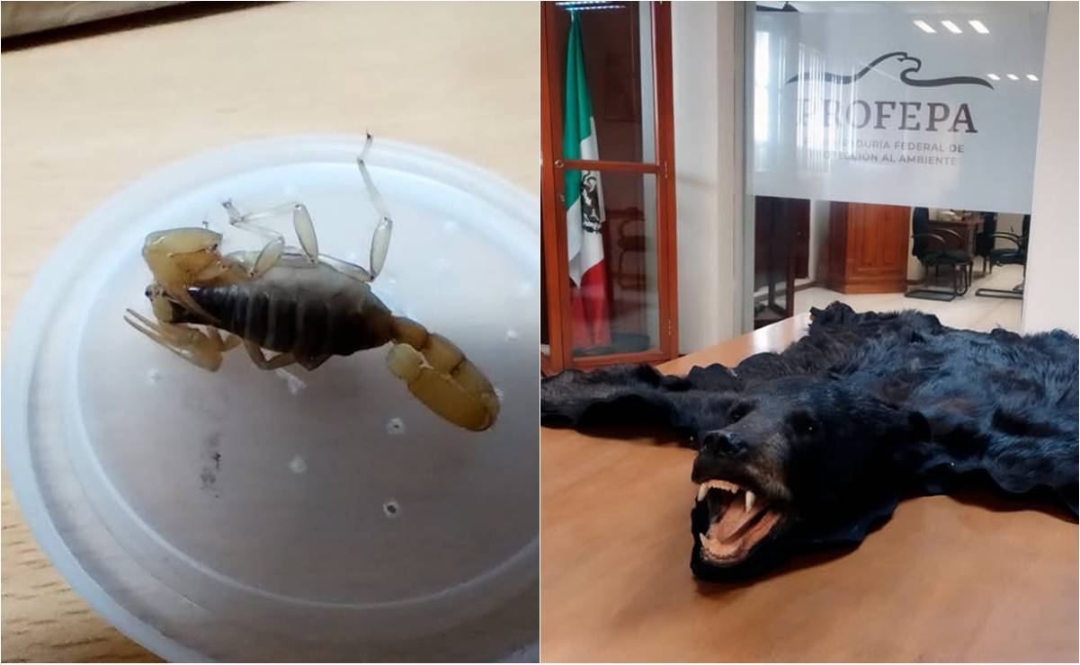 Aseguran escorpión de arena y piel de oso negro en paquetería de San Luis Potosí