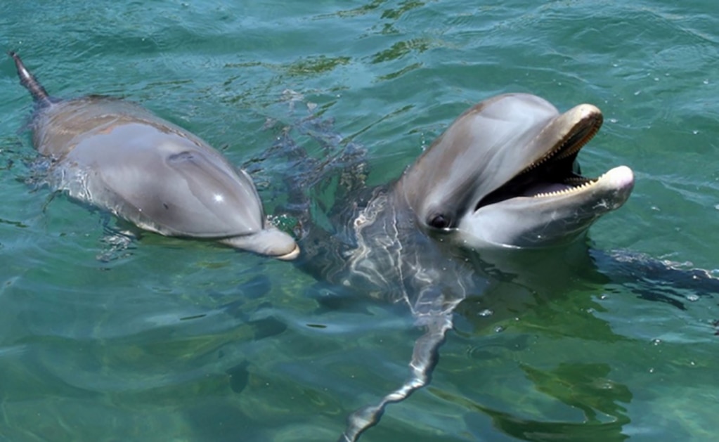 Indagan causas de muerte de más de 270 delfines en Golfo de México