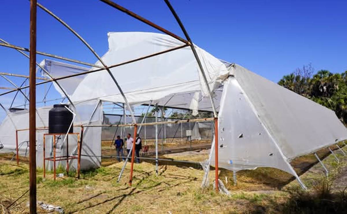 Los invernaderos de Santa Rita son propiedad del gobierno del estado y producen hortalizas. Foto: Especial