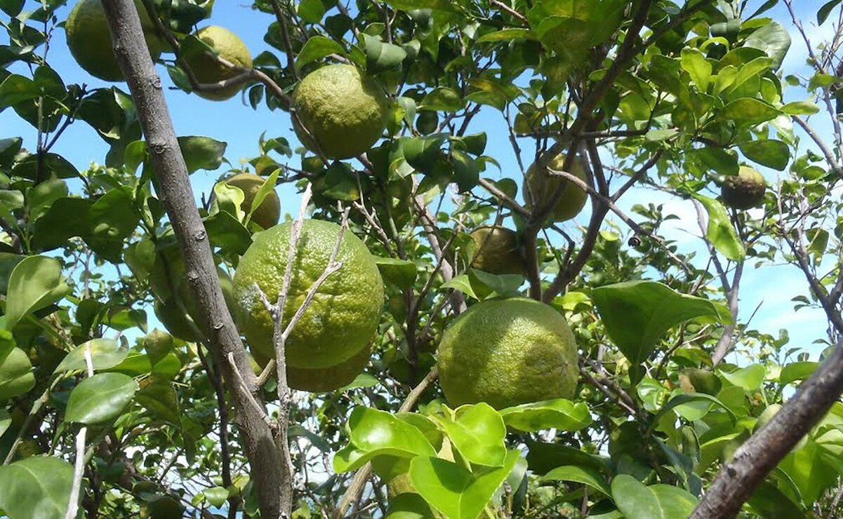 Foto: Gobierno de México.