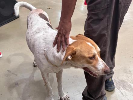 Duque, el perro arropado por comerciantes del mercado República