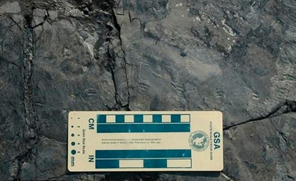 Descubren huellas de dinosaurio de sólo un centímetro