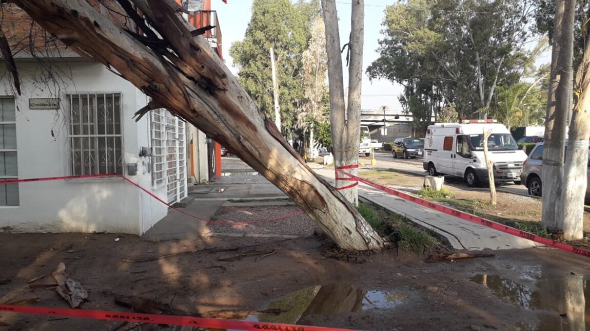 Lluvias dejan más de ocho árboles caídos en SLP 