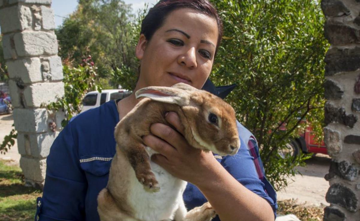 Activan alerta sanitaria por enfermedad hemorrágica en conejos en San Luis Potosí