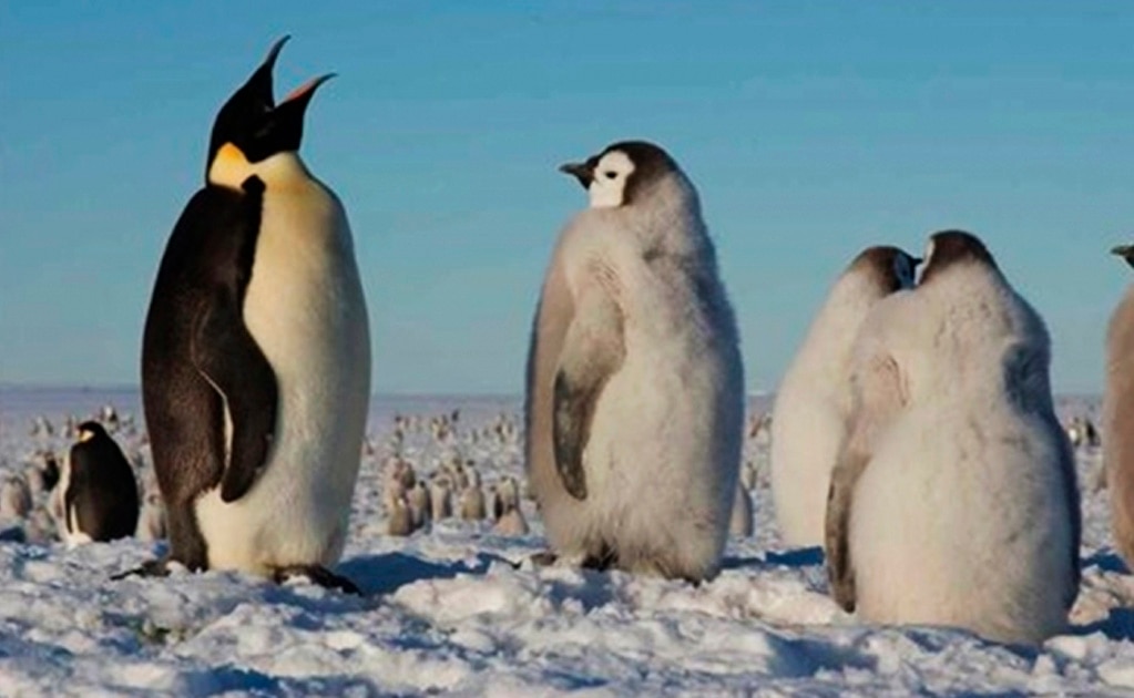 Pingüino emperador en riesgo por el cambio climático; desaparecería el 50% de su población