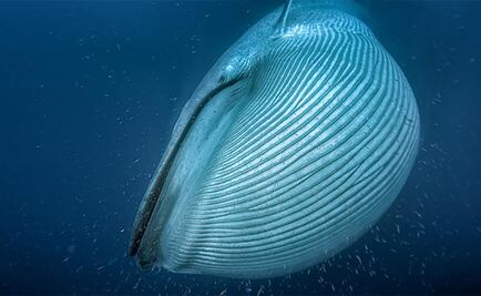 El satélite que ayuda a registrar la población de ballenas del mundo