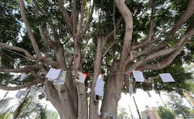 “El Árbol de la Memoria”, un espacio en SLP para recordar a quienes siguen ausentes