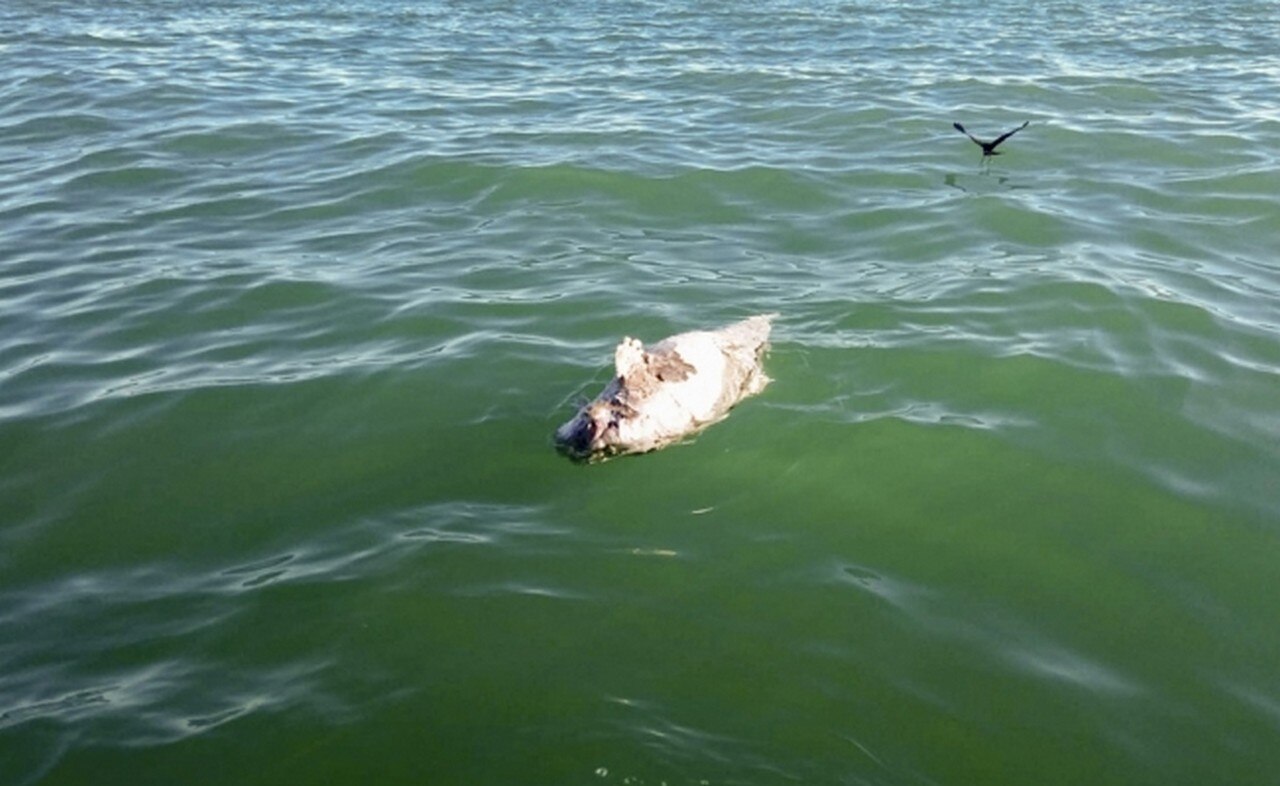 Los restos estaban demasiados descompuestos como para ser identificados de inmediato, pero fueron entregados a las autoridades para que los analizaran. Foto: AP