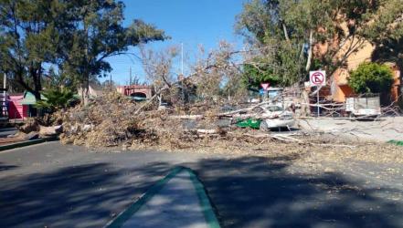 Reportan caída de árboles en San Luis Potosí por fuertes vientos