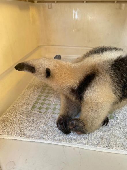 Rescatan en Tamazunchale a un oso hormiguero que estaba siendo traficado