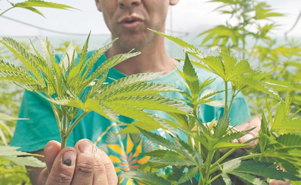 Identifican mecanismo por el que cannabis afecta a los circuitos neuronales