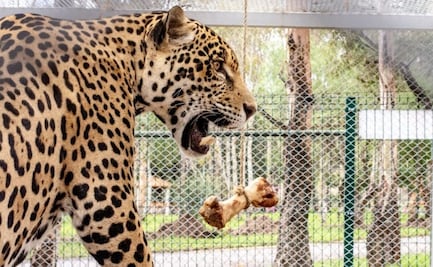 Zoológico del parque Tangamanga de SLP: conoce sus especies rescatadas 