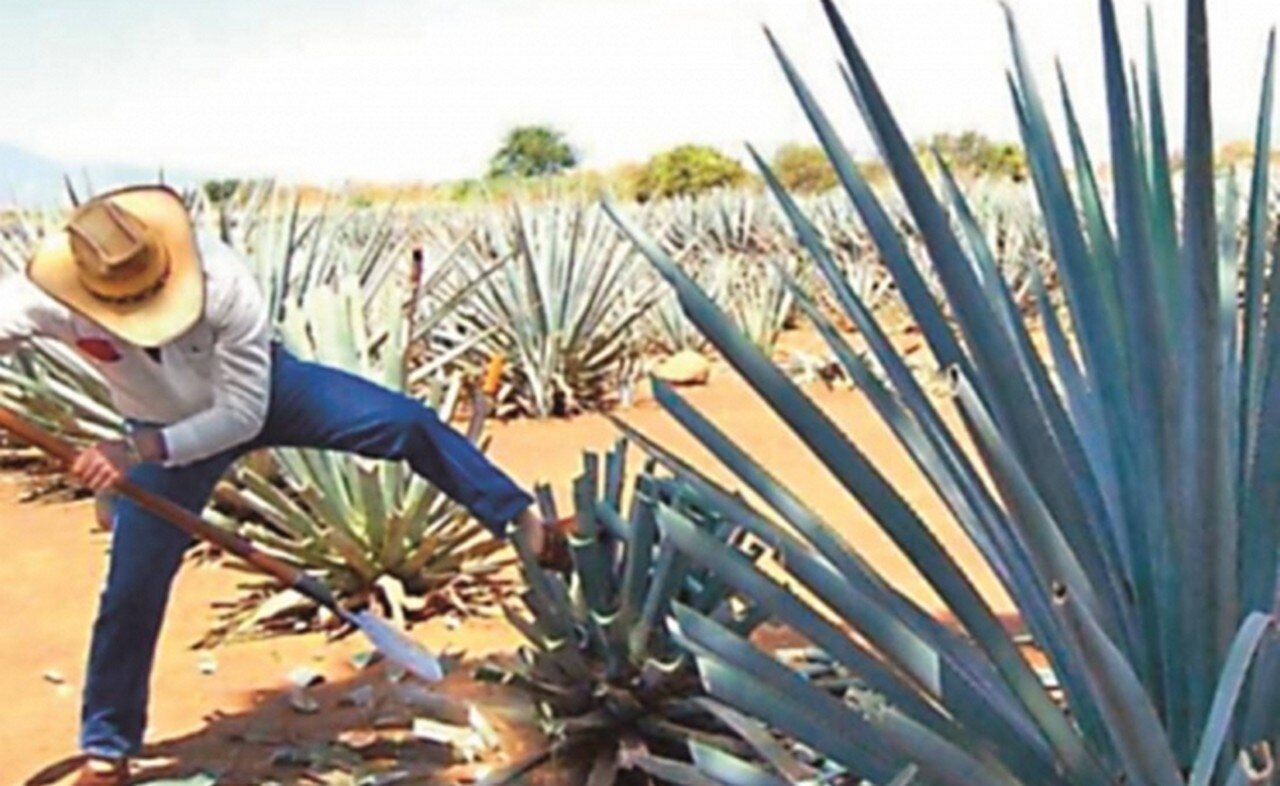 UE protege al tequila mexicano