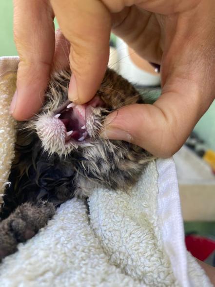 Hombre rescató cría de felino en carretera de Aquismón, narra directora de UMA