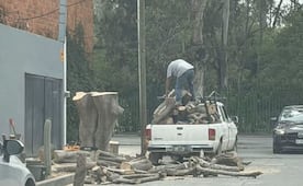 ¡Entérate! Multas por dañar árboles en San Luis Potosí superan los 58 mil pesos