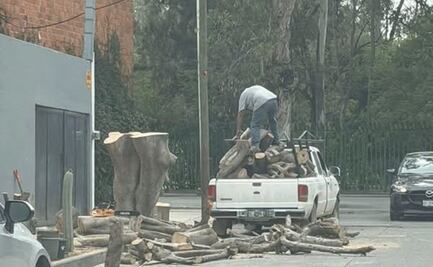 ¡Entérate! Multas por dañar árboles en San Luis Potosí superan los 58 mil pesos
