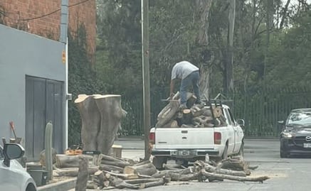 ¡Entérate! Multas por dañar árboles en San Luis Potosí superan los 58 mil pesos