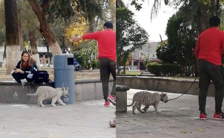 Rescatan a tigre siberiano en Matehuala