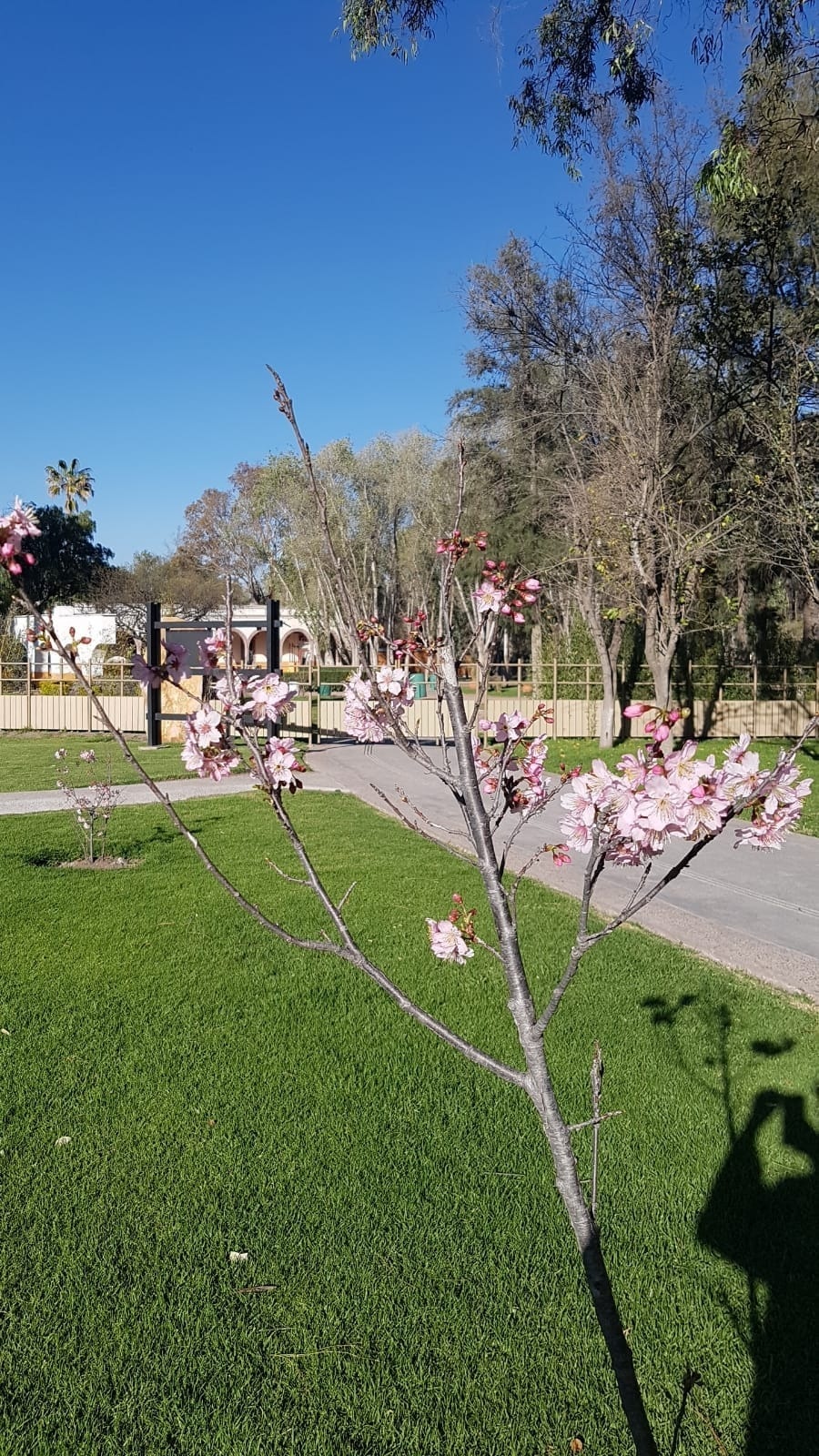 Los parajes del Jardín Japonés están rodeados por cerezo. Foto: Fotos: Nikkei San Luis Potosí