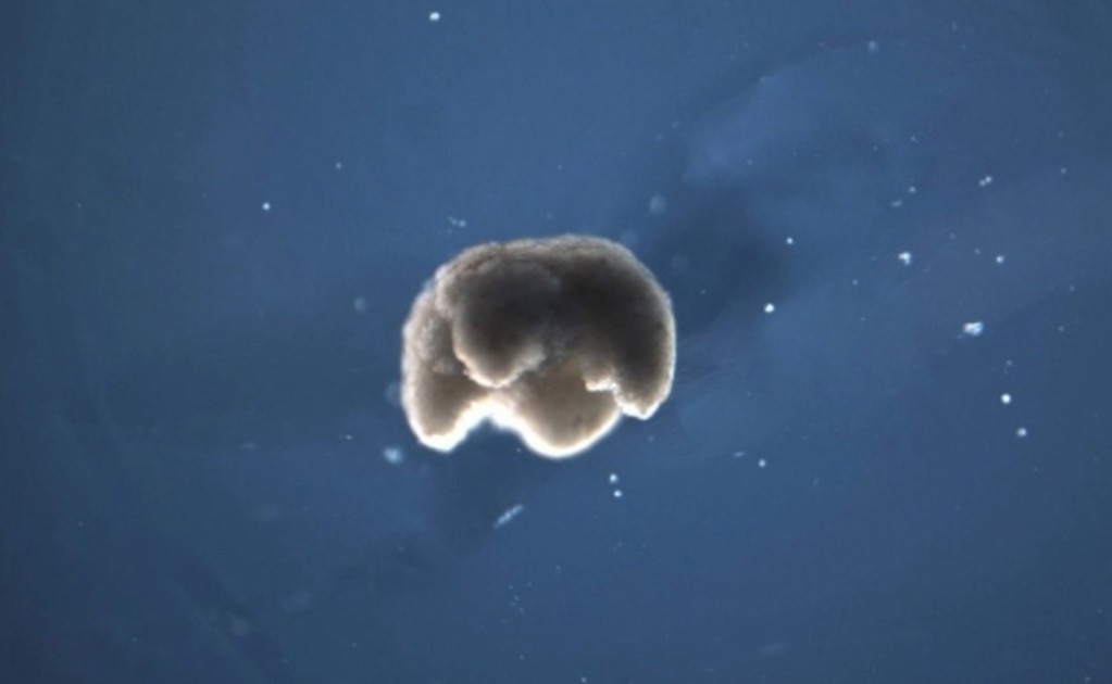 Por primera vez, crean "maquinas vivientes" a partir de células de rana