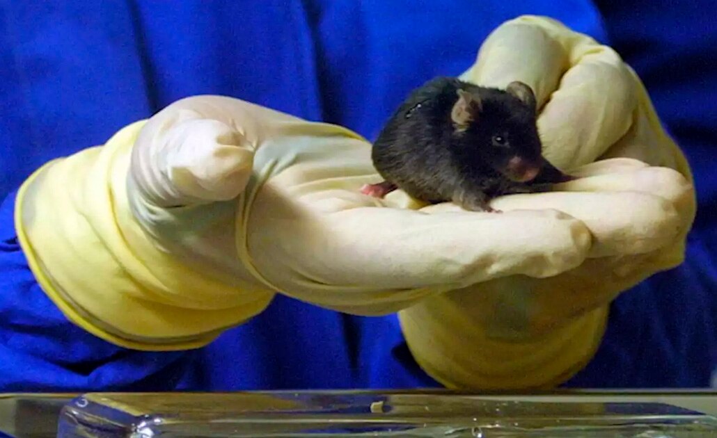 Autoriza Japón el desarrollo de órganos humanos en animales