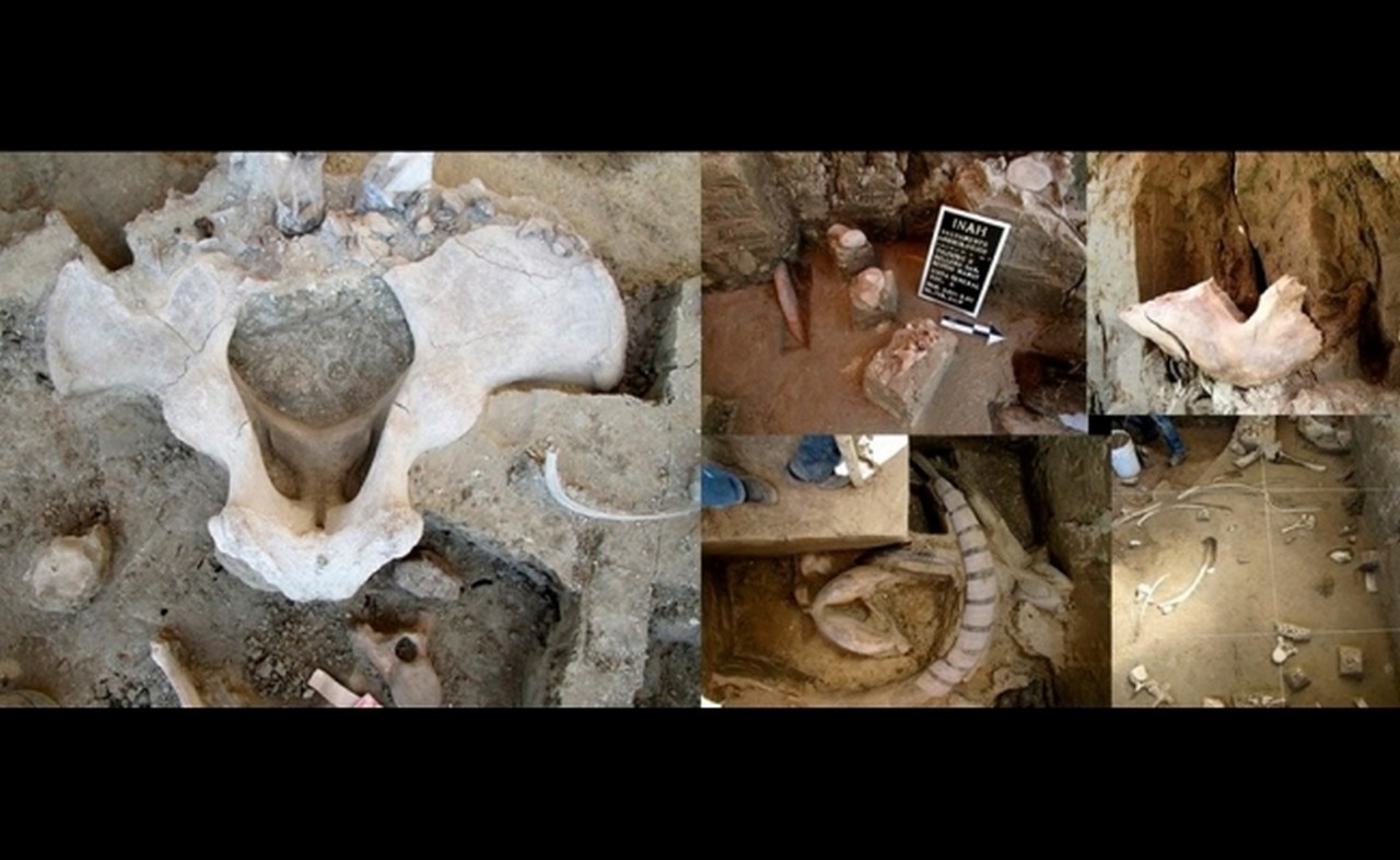 Confirman hallazgo de restos de mamutes en el Estado de México