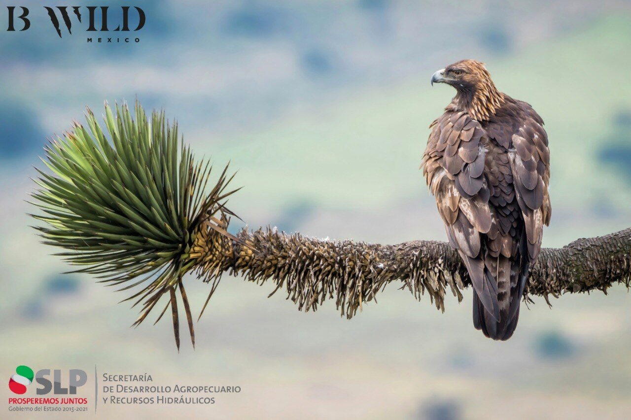 Presentan diagnóstico sobre estatus del  águila real en SLP