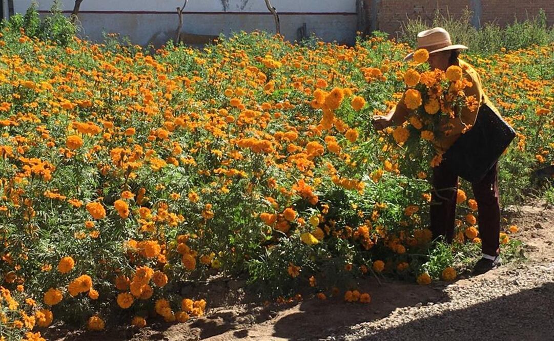 Flor de cempasúchil “da esperanza” a productores en SLP tras dos años de malas ventas. Fotos: Xochiquetzal Rangel