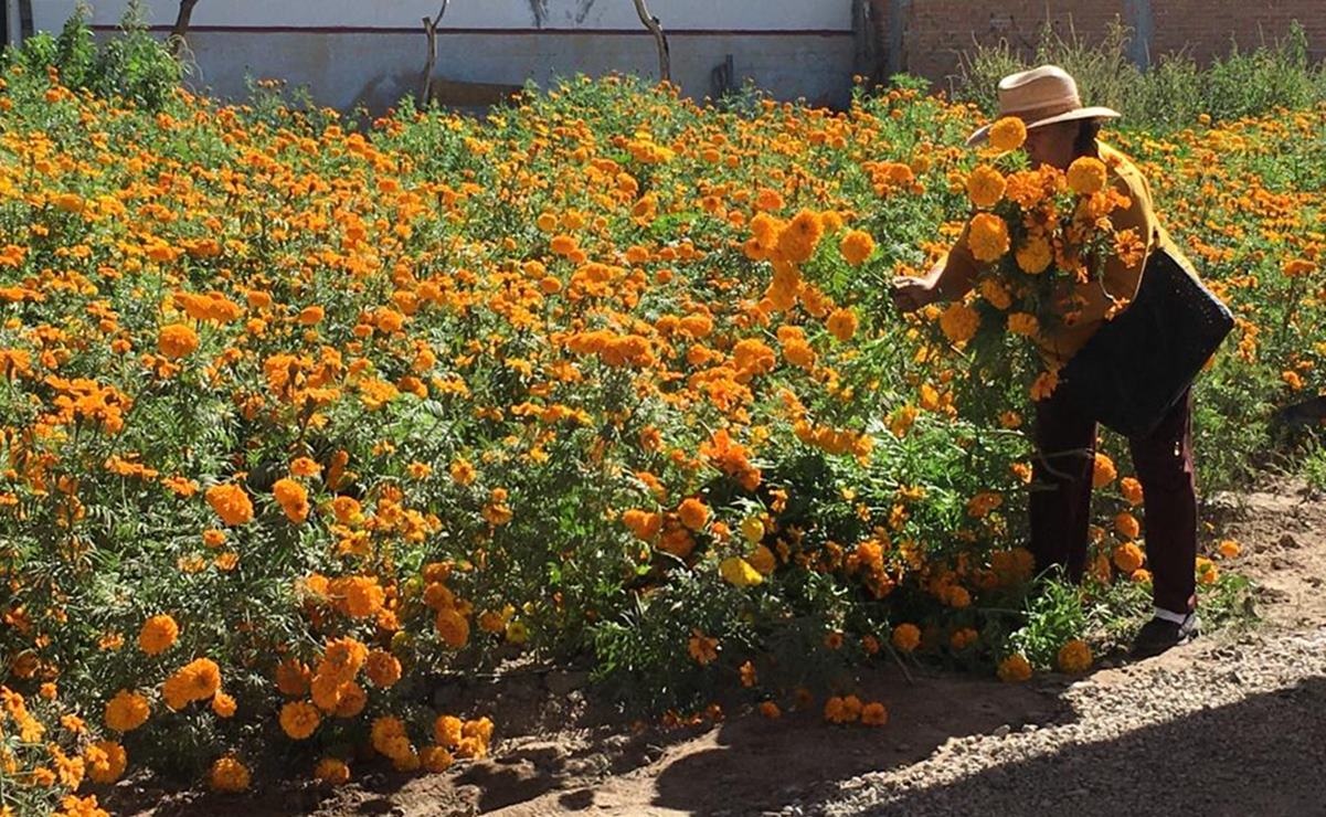 Flor de cempasúchil “da esperanza” a productores en SLP tras dos años de malas ventas