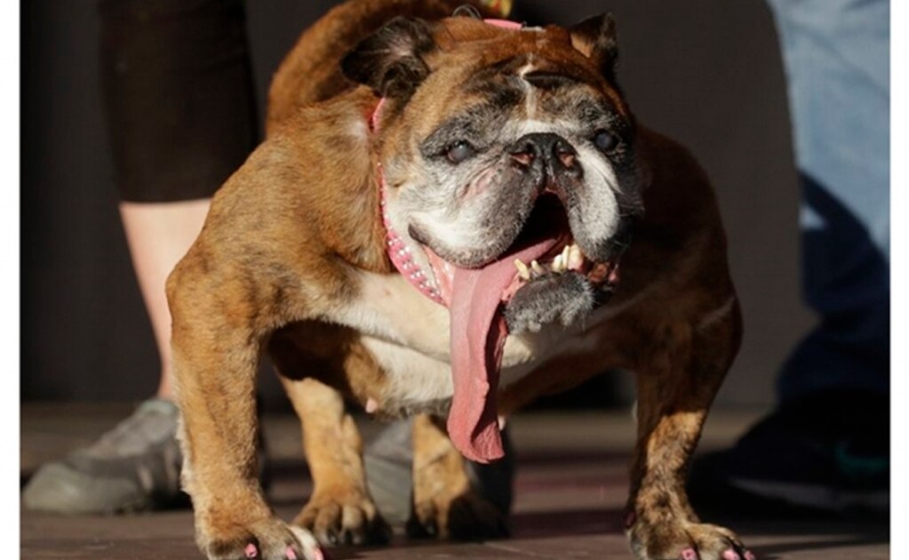 California recibe la gala anual para elegir al "perro más feo del mundo"