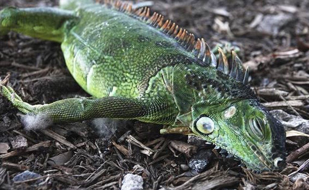 Ola de frío en Florida provoca "lluvia de iguanas" y cierre de parques