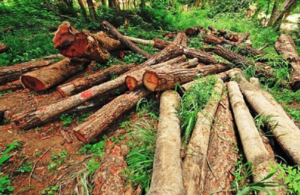 Tráfico ilegal de madera está creciendo en AL: ONU