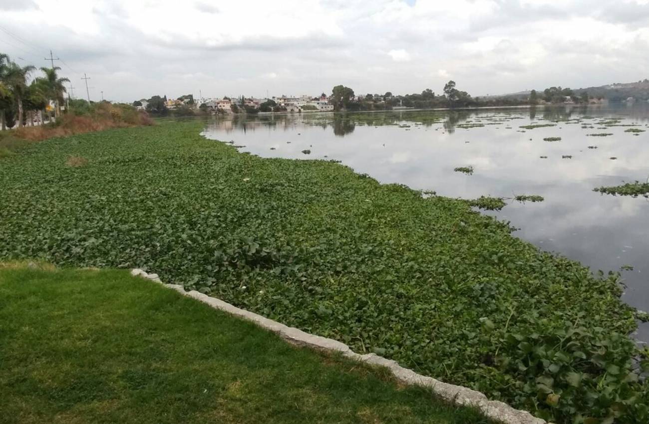 A pesar del lirio, agua de la presa en hogares potosinos “sin riesgo para la salud”: SS