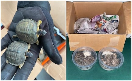 Guardia Nacional decomisa 6 boas constrictor y 7 tortugas en aeropuerto de SLP